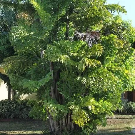 thumbnail for publication: Caryota mitis: Fishtail Palm
